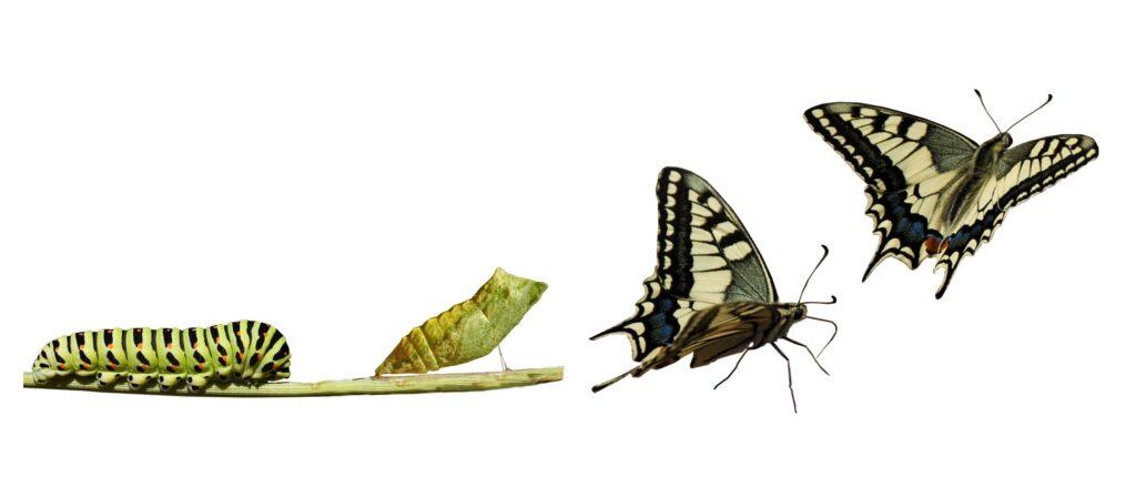 Transformation Schmetterling